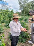 Local Producers — Coffee Tour (San Miguel Escobar)